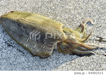 釣ったカミナリイカ 94992015