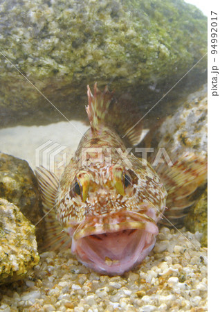 岩陰のカサゴ 94992017