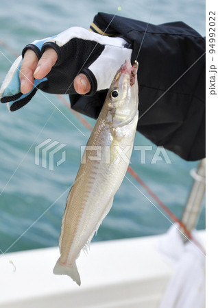 釣りたてのシロギス 釣りたてのシロギス 94992022