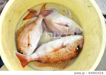 釣ったマダイ 釣ったマダイ 94992028