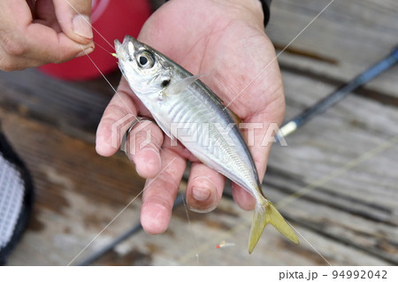 釣りたてのアジ 94992042