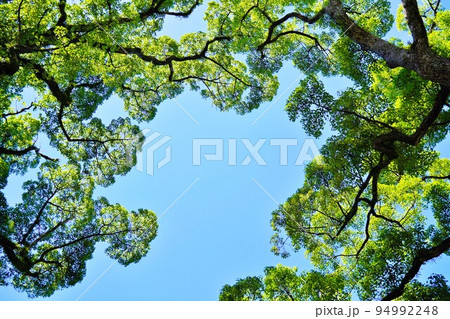 下から見上げた楠の木の葉の間から見える澄んだ青空 下から見上げた楠の木の葉の間から見える澄んだ青空 94992248