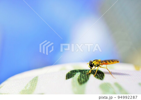 晴天の下帽子に止まって汗を舐める黄色いハナアブ 94992287