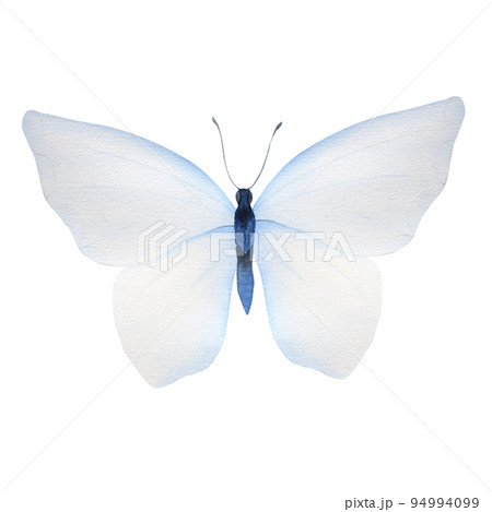 Watercolor illustration of tender blue butterfly 94994099