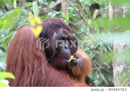 オランウータンの大ボス 94994763