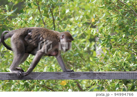 赤ちゃんを抱えて橋を渡るカニクイザルのお母さん 94994766
