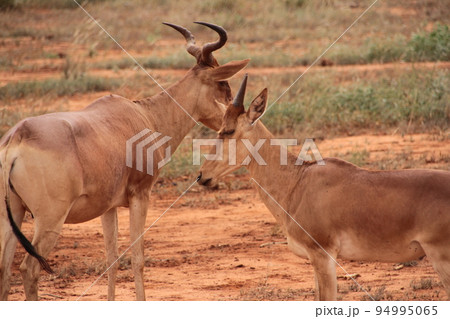 2頭のコークハーテビースト 2頭のコークハーテビースト 94995065