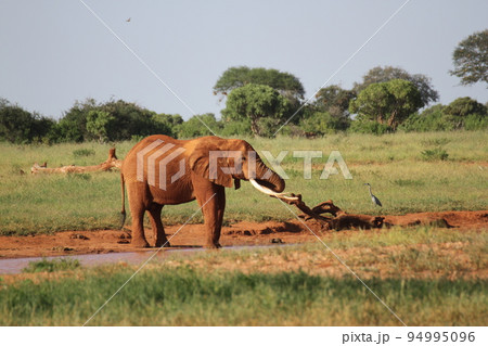 アフリカゾウとサギ 94995096