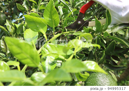 不知火の茎の太い長い夏秋梢を剪定ばさみで切っている 不知火の茎の太い長い夏秋梢を剪定ばさみで切っている 94995317