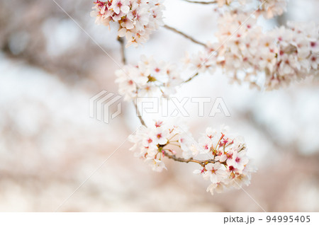 春の晴天に咲く満開の桜｜背景をぼかした淡い雰囲気 94995405