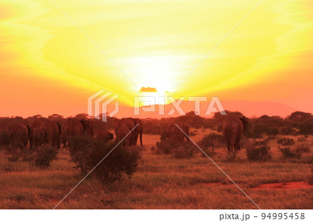 夕日に向かって進む象の群れ 94995458