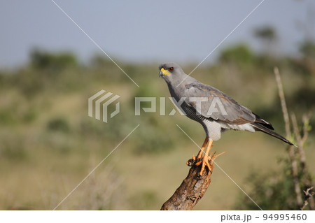 獲物を探すEastern chanting goshawk 獲物を探すEastern chanting goshawk 94995460