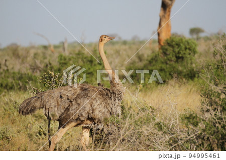 メスのマサイオーストリッチ 94995461