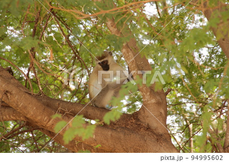 アカシアの木に座っているサバンナモンキー 94995602