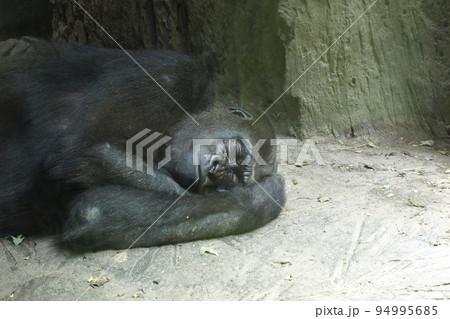 ブロンクス動物園のゴリラ、昼寝中 94995685