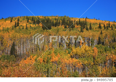カナダ・ユーコンの初秋 94995705