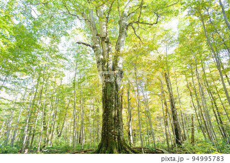 森の絵画「小春ブナ森」 ブナの森 秋の気配 青森県『森の神』 の写真素材 [94995783] - PIXTA