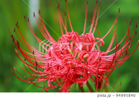 雨上がりの彼岸花 94995840