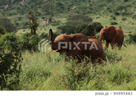 鼻をあげてこちらを気にして見ているアフリカゾウ 鼻をあげてこちらを気にして見ているアフリカゾウ 94995882