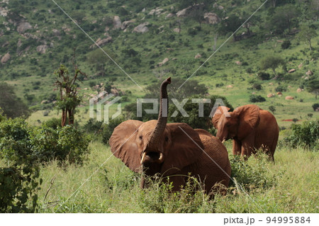 鼻をあげてこちらを威嚇する若いアフリカゾウ 鼻をあげてこちらを威嚇する若いアフリカゾウ 94995884