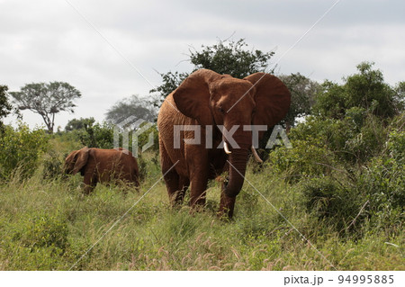 草原を歩いているアフリカゾウ 94995885
