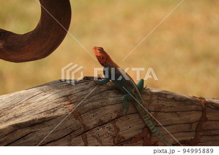 眼が上を向いている瞬間のレインボーアガマ 94995889