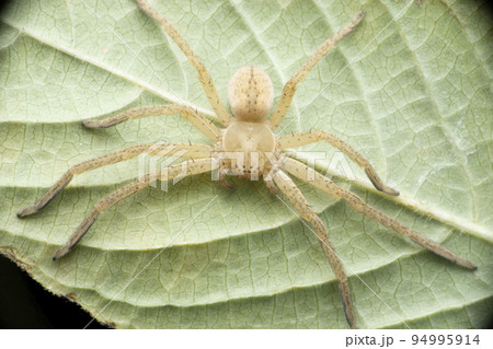 Huntsman spider, Olios species, Satara, Maharashtra, India 94995914