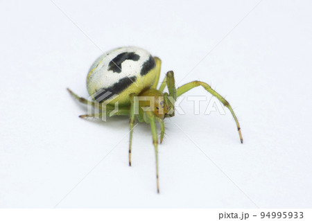 Kideney guarden spider, Araneus mitificus, Satara, Maharashtra, India Kideney guarden spider, Araneus mitificus, Satara, Maharashtra, India 94995933