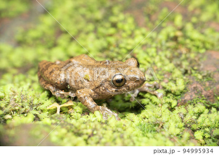 Raorchestes kakkayamensis. Kakkayam Shrub Frog Endemic to indian western ghats, Bamnoli Satara, Maharashtra, India 94995934