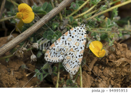 Spotted Leopard moth, Hypercompe species, Satara, Maharashtra, India 94995953
