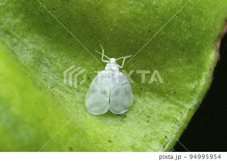 Tiny Fulgorid treehopper, Satara, Maharashtra, India 94995954