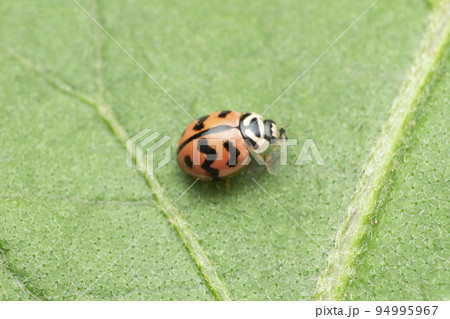 Lady bird beetle, Satara, Maharashtra, India Lady bird beetle, Satara, Maharashtra, India 94995967