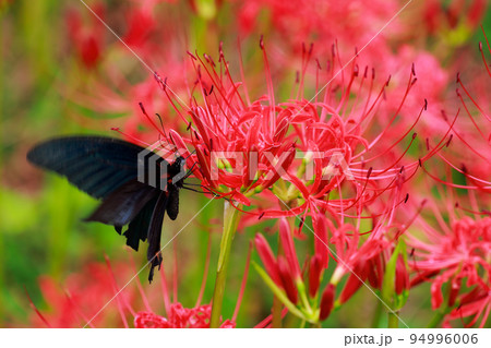 彼岸花　黒揚羽蝶　クロアゲハチョウ 94996006