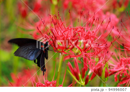 彼岸花　黒揚羽蝶　クロアゲハチョウ 94996007