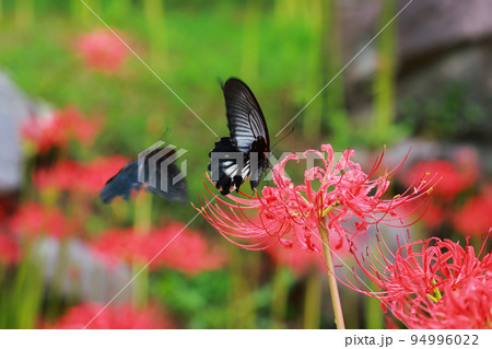 彼岸花　黒揚羽蝶　クロアゲハチョウ 94996022