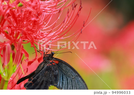 彼岸花　黒揚羽蝶　クロアゲハチョウ 94996033