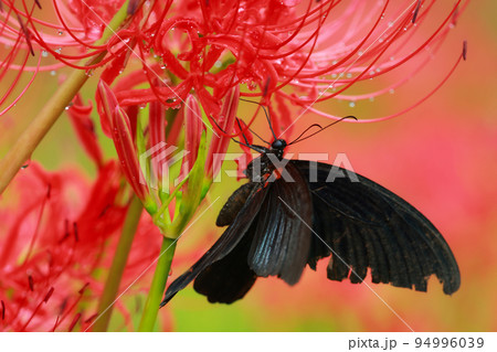 彼岸花　黒揚羽蝶　クロアゲハチョウ 94996039