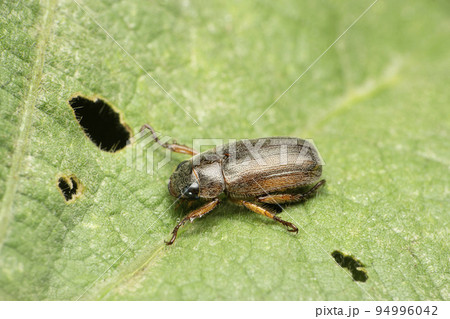 Common dung beetle, Satara, Maharashtra, India 94996042