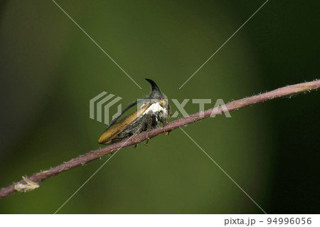 Horn treehopper, Ceresa species, Satara, Maharashtra, India Horn treehopper, Ceresa species, Satara, Maharashtra, India 94996056