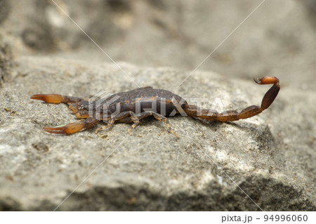 Lychas Scorpion species, Satara, Maharashtra, India 94996060