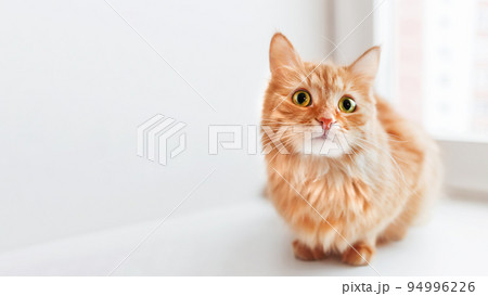 Curious ginger cat is siting on window sill and waiting for something. Fluffy pet at home. Horizontal banner with copy space. 94996226