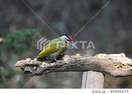 Grey-headed woodpecker, Picus canus, Sattal Uttarakhand, India 94996674