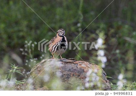 Rain quail or Black-breasted quail, Coturnix coromandelica, Pune, Maharashtra, India 94996831