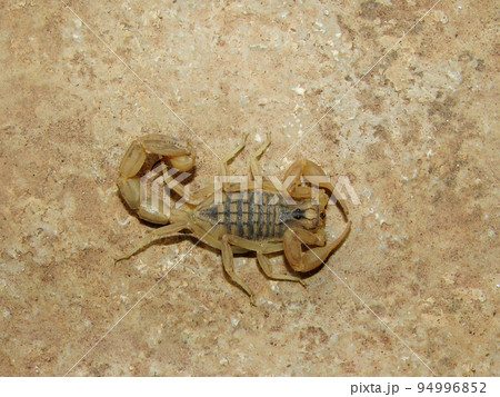 Scorpion top view, Compsobuthus sp, Gujarat, India Scorpion top view, Compsobuthus sp, Gujarat, India 94996852