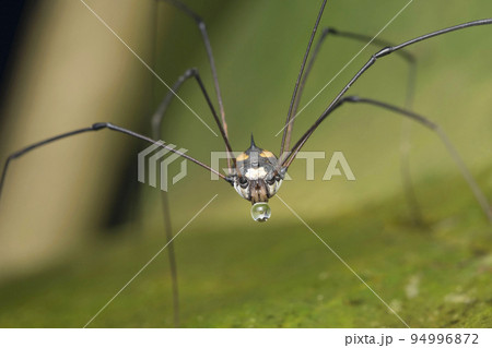Harvestman Or Daddy long legs closeup face shot, Bhimashankar, India Harvestman Or Daddy long legs closeup face shot, Bhimashankar, India 94996872