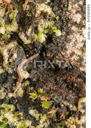 Land planerian, Bipalium pennsylvanicum, Bhimashankar, Maharashtra, India Land planerian, Bipalium pennsylvanicum, Bhimashankar, Maharashtra, India 94996889