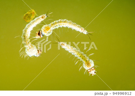 Mosquito larve, Culex papilio, Satara, Mharashtra, india 94996912