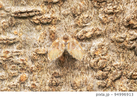 Moth fly, Psychoda grisescens, Satara, Maharashtra, India 94996913