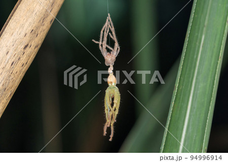 Moulting Green huntsman spider after moulting, Olios melleti, Pune, Maharashtra, India 94996914