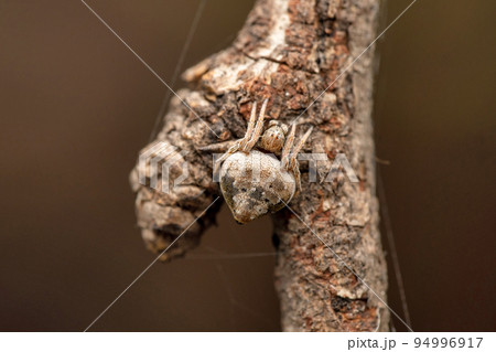 Orb weaver spider, Eriovixia laglaizei, Satara, Maharashtra, India 94996917